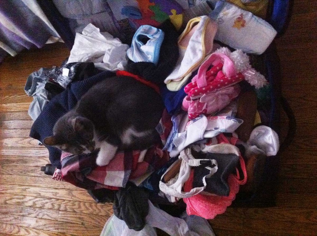suitcase-overflow-plus-cat